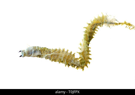 (Sandworm Alitta virens) Muster bei Seal Harbor Beach, Maine tot gefunden, fotografiert in Wasser auf einem Leuchtkasten. Stockfoto