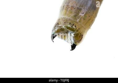 (Sandworm Alitta virens) Muster bei Seal Harbor Beach, Maine tot gefunden, fotografiert in Wasser auf einem Leuchtkasten. Stockfoto