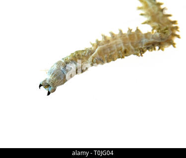 (Sandworm Alitta virens) Muster bei Seal Harbor Beach, Maine tot gefunden, fotografiert in Wasser auf einem Leuchtkasten. Stockfoto