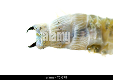 (Sandworm Alitta virens) Muster bei Seal Harbor Beach, Maine tot gefunden, fotografiert in Wasser auf einem Leuchtkasten. Stockfoto