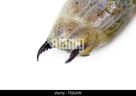 (Sandworm Alitta virens) Muster bei Seal Harbor Beach, Maine tot gefunden, fotografiert in Wasser auf einem Leuchtkasten. Stockfoto