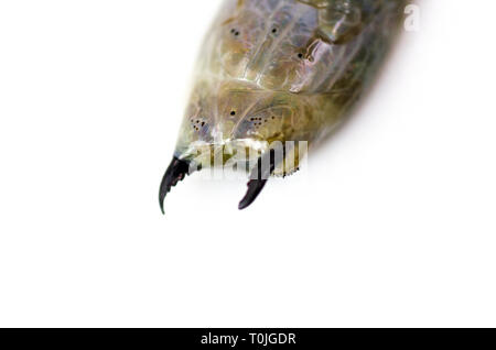 (Sandworm Alitta virens) Muster bei Seal Harbor Beach, Maine tot gefunden, fotografiert in Wasser auf einem Leuchtkasten. Stockfoto