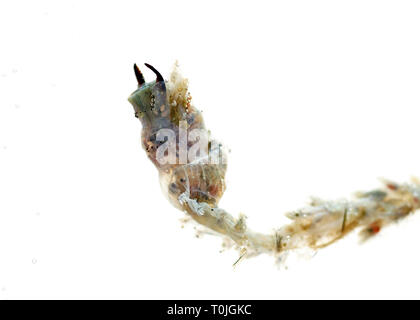 (Sandworm Alitta virens) Muster bei Seal Harbor Beach, Maine tot gefunden, fotografiert in Wasser auf einem Leuchtkasten. Stockfoto