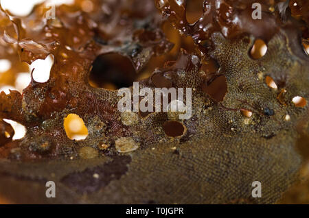 (Bryozoan Membranipora membranacea) über die Jingle Shells (Anomia Simplex) auf einem Wedel von Meer Sieb Kelp (Agarum cribosum) Stockfoto