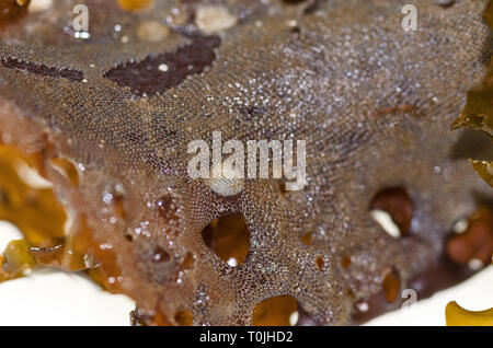 (Bryozoan Membranipora membranacea) über die Jingle Shells (Anomia Simplex) auf einem Wedel von Meer Sieb Kelp (Agarum cribosum) Stockfoto