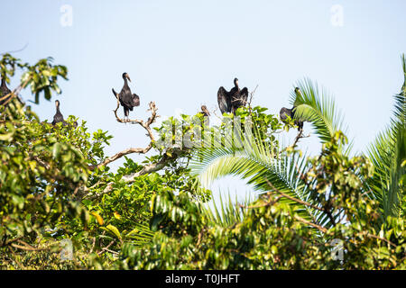 Afrikanische openbill Störche (Amastomus lamelligerus) im Baum mit Flügel, bigodi Wetland Heiligtum, Magombe Sumpf, South West Uganda, Ostafrika Stockfoto