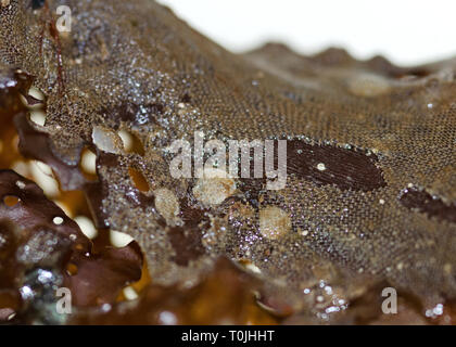 (Bryozoan Membranipora membranacea) über die Jingle Shells (Anomia Simplex) auf einem Wedel von Meer Sieb Kelp (Agarum cribosum) Stockfoto