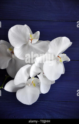 Weiß Phalaenopsis Orchidee Zweig mit fünf niveous Blumen auf den blauen Hintergrund Holz, selektiver Fokus Stockfoto