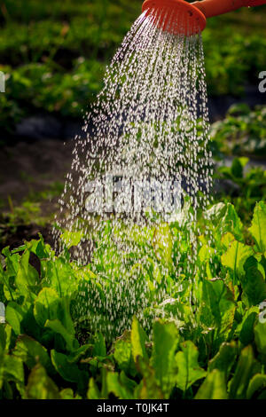 Die Bewässerung der Betten aus einer Gießkanne. Pflege der Betten. Die Pflege von Pflanzen. Wasser aus dem Luica. Wasserstrahl nach unten Stockfoto