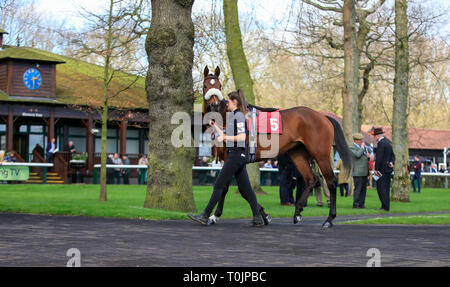 Haydock Park Racecourse, Merseyside, UK. 20 Mär, 2019. Pferderennen in Haydock Park; Pferde geben Sie die Parade Ring in Haydock Park Credit: Aktion plus Sport/Alamy leben Nachrichten Stockfoto