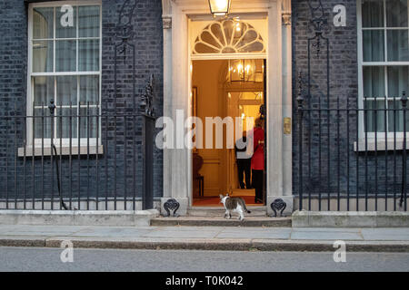 London, Großbritannien. 20 Mär, 2019. London, Großbritannien. Mittwoch, 20. März 2019. Larry, der Downing Street Katze draußen Nummer 10 Downing Street vor Theresa's Erklärung vom Mai Brexit, Kredit: Jason Richardson/Alamy leben Nachrichten Stockfoto