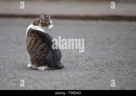 London, Großbritannien. 20 Mär, 2019. London, Großbritannien. Mittwoch, 20. März 2019. Larry, der Downing Street Katze draußen Nummer 10 Downing Street vor Theresa's Erklärung vom Mai Brexit, Kredit: Jason Richardson/Alamy leben Nachrichten Stockfoto