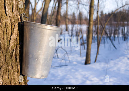 Ottawa, Ontario, Kanada. 20 Mär, 2019. Ahornsirup Saison hat begonnen im Frühjahr 2019 in Ottawa, Ontario, Kanada ankommt. Credit: Vince F/Alamy leben Nachrichten Stockfoto