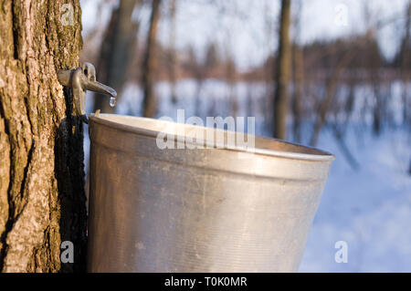 Ottawa, Ontario, Kanada. 20 Mär, 2019. Ahornsirup Saison hat begonnen im Frühjahr 2019 in Ottawa, Ontario, Kanada ankommt. Credit: Vince F/Alamy leben Nachrichten Stockfoto