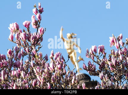 21. März 2019, Baden-Wuerttemberg, Stuttgart: Die Statue der Bote der Götter Quecksilber glänzt golden in der Sonne zwischen blühenden Magnolien. Foto: Bernd Weißbrod/dpa Stockfoto