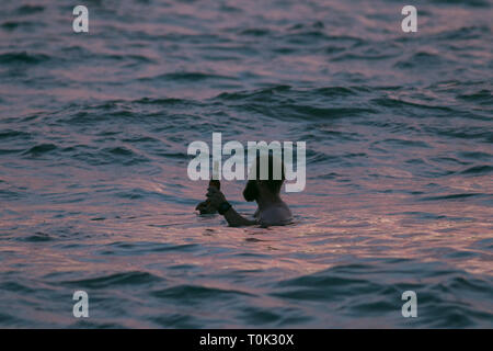 Adelaide, Australien. 21 Mär, 2019. Schwimmer im Wasser des Ozeans, die ein Toast mit Bierflaschen, wie die Sonne über Grange Strand in Adelaide Credit Sets: Amer ghazzal/Alamy leben Nachrichten Stockfoto