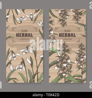 Zwei Labels mit Digitalis lanata aka wolligen Fingerhut und Galanthus nivalis aka snowdrop Farbe Skizze. Stock Vektor