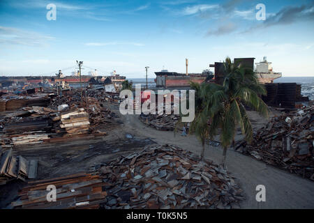 Weizen ist ein Gras für seine Samen angebaut, ein Getreide, das ist weltweit ein Grundnahrungsmittel. Stockfoto
