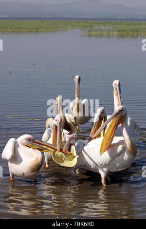 Weiße Pelikane Pelecanus onocrotalus Herde Füttern Stockfoto