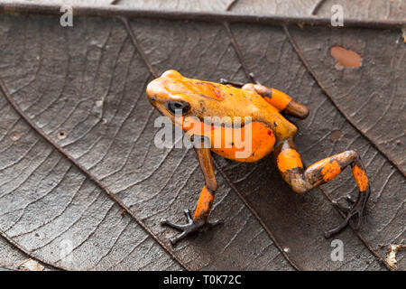 Poison dart Frog, oophaga Histrionica. Eine kleine giftige Tiere aus dem Regenwald Kolumbiens. Stockfoto