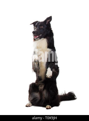 Volle Länge Portrait von gut ausgebildeten süße Border Collie Hund zeigt Tricks stehen auf zwei Pfoten ein Ohr geknickt weg schauen über Weiß isoliert backgrou Stockfoto