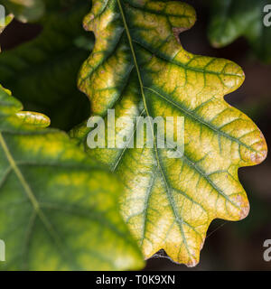 Details Eiche Blatt Stockfoto