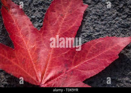 Ahorn baum Blatt im Herbst, Hampton Court, London, Vereinigtes Königreich Stockfoto