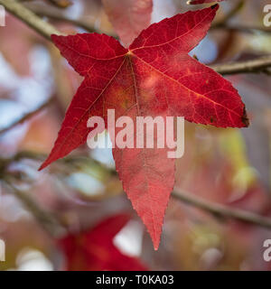 Ahorn baum Blatt im Herbst, Hampton Court, London, Vereinigtes Königreich Stockfoto