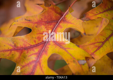 Stift Eiche "Quercus palustris' in seiner Herbst Laub in Hampton Court, London, Vereinigtes Königreich Stockfoto