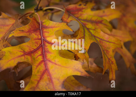 Stift Eiche "Quercus palustris' in seiner Herbst Laub in Hampton Court, London, Vereinigtes Königreich Stockfoto