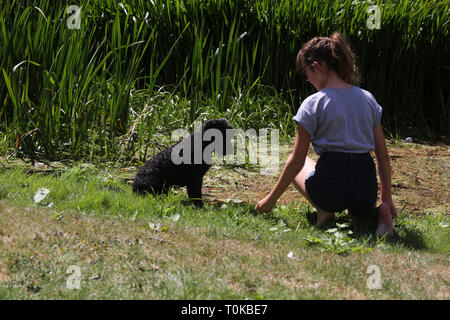 Teenager im Garten mit Ihr Cockapoo Hund am Fluss Stour Gillingham Dorset England Stockfoto