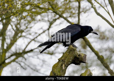 Alert alleinstehenden Nebelkrähe saß oben auf der Baumstamm Stockfoto