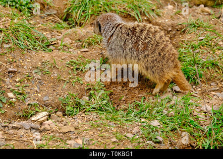 Erwachsene männliche Schlank-tailed Meerkat fehlende Teil von seinem Schwanz nach einer Führung fordern und kämpfen. Captive Tier. Stockfoto