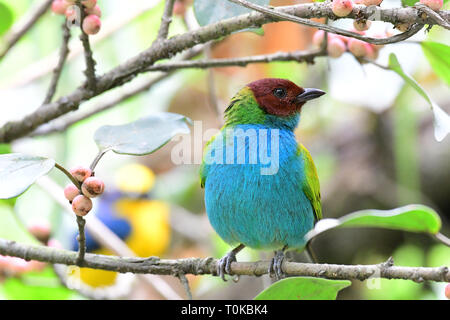 Bucht - vorangegangen Tanager (Tangara gyrola) männlichen auf einem Baum gehockt Stockfoto