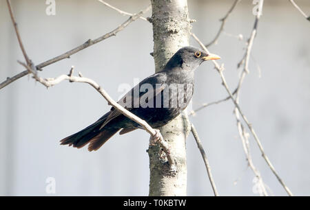 Schöne eurasischen Amsel (Turdus merula) thront auf einem Baum Niederlassung in Paris, Frankreich Stockfoto