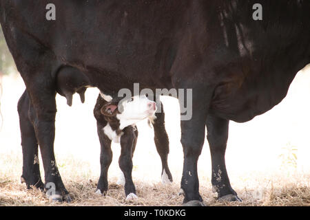 Momma Kuh mit neugeborenen Kalb Stockfoto