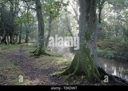 Ober Wasser Strom und Ober Ecke New Forest National Park Hampshire England Großbritannien Stockfoto