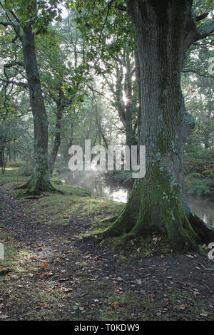 Ober Wasser Strom und Ober Ecke New Forest National Park Hampshire England Großbritannien Stockfoto