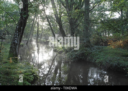 Ober Wasser Strom und Ober Ecke New Forest National Park Hampshire England Großbritannien Stockfoto