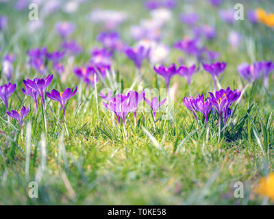 Bild von einem bunten Feld der Krokusse im Frühling an einem sonnigen Tag mit Unschärfe im Hintergrund und Vordergrund Stockfoto