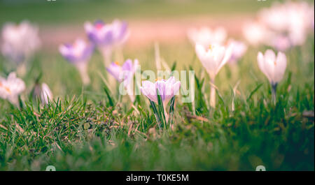 Bild von einem bunten Feld der Krokusse im Frühling an einem sonnigen Tag mit Unschärfe im Hintergrund und Vordergrund Stockfoto