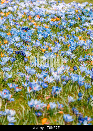 Bild von einem bunten Feld der Krokusse im Frühling an einem sonnigen Tag mit Unschärfe im Hintergrund und Vordergrund Stockfoto