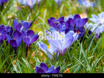 Bild von einem bunten Feld der Krokusse im Frühling an einem sonnigen Tag mit Unschärfe im Hintergrund und Vordergrund Stockfoto