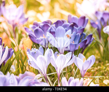 Bild einer Biene fliegt auf einem bunten Feld in die Blüte eines Krokusse im Frühling an einem sonnigen Tag mit Unschärfe im Hintergrund und Vordergrund Stockfoto