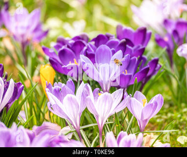 Bild einer Biene fliegt auf einem bunten Feld in die Blüte eines Krokusse im Frühling an einem sonnigen Tag mit Unschärfe im Hintergrund und Vordergrund Stockfoto