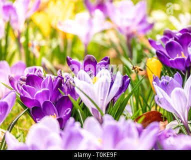 Bild einer Biene fliegt auf einem bunten Feld in die Blüte eines Krokusse im Frühling an einem sonnigen Tag mit Unschärfe im Hintergrund und Vordergrund Stockfoto