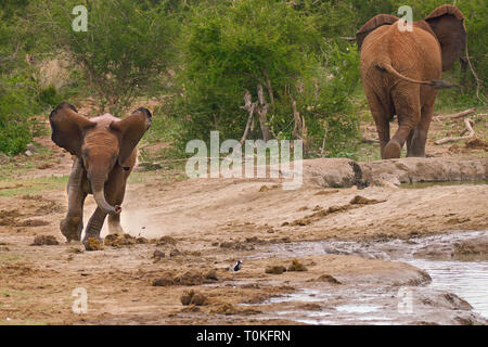 Afrikanische Tiere, Löwen, Zebras, Gnus, Elefanten, Kälber, Giraffe, Vögel, Sterne, Sonnenuntergang, Sonnenaufgang Stockfoto