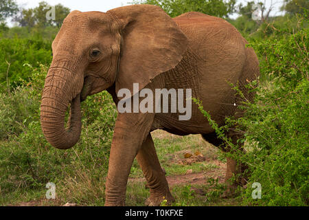 Afrikanische Tiere, Löwen, Zebras, Gnus, Elefanten, Kälber, Giraffe, Vögel, Sterne, Sonnenuntergang, Sonnenaufgang Stockfoto