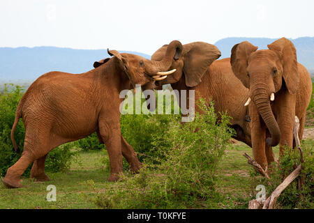 Afrikanische Tiere, Löwen, Zebras, Gnus, Elefanten, Kälber, Giraffe, Vögel, Sterne, Sonnenuntergang, Sonnenaufgang Stockfoto