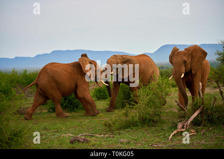 Afrikanische Tiere, Löwen, Zebras, Gnus, Elefanten, Kälber, Giraffe, Vögel, Sterne, Sonnenuntergang, Sonnenaufgang Stockfoto